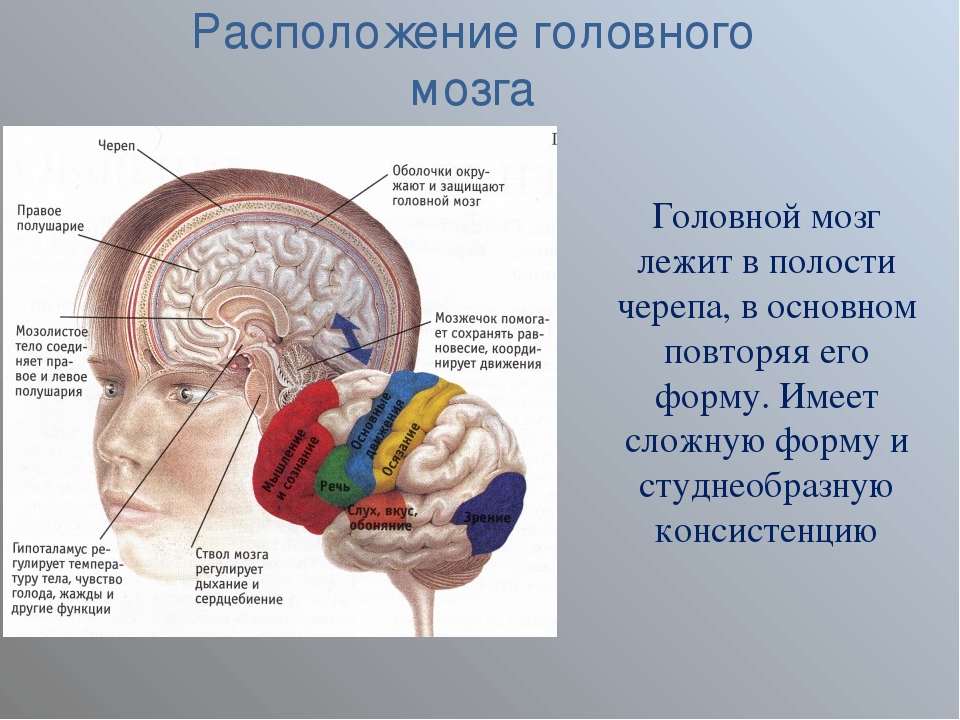 Строение головного мозга человека фото с описанием на русском