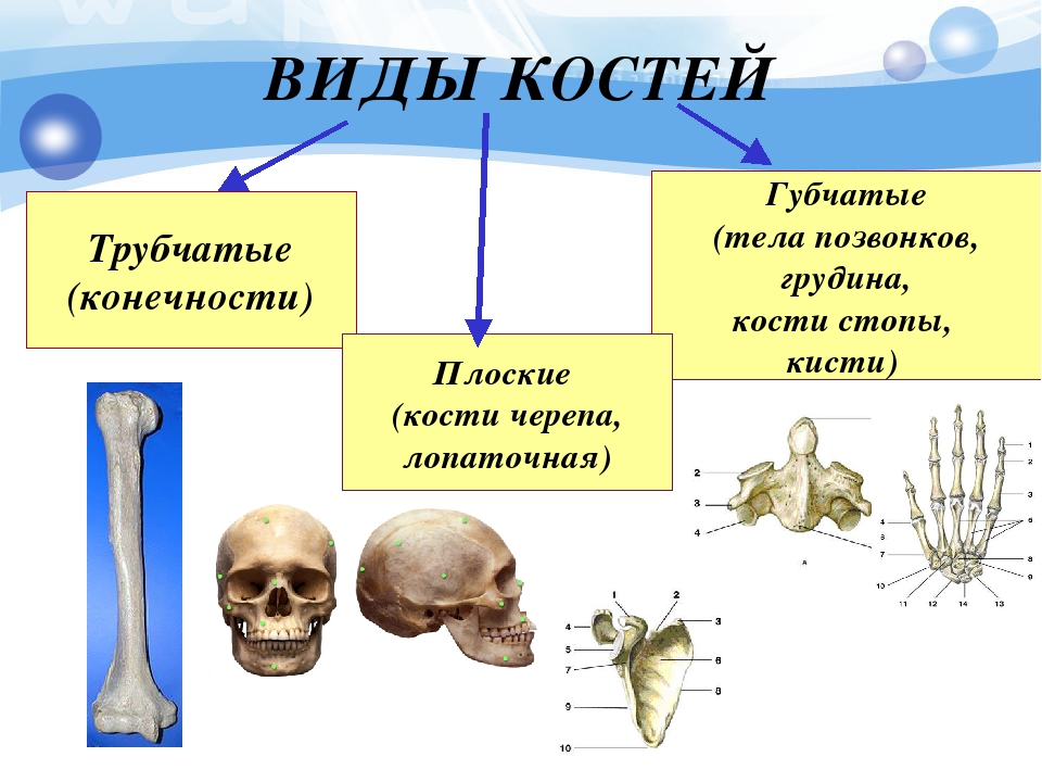 Форма костей. Типы костей биология 8 класс. Схема типы соединения костей биология 8 класс. Типы костей опорно двигательной системы. Типы костей трубчатые.