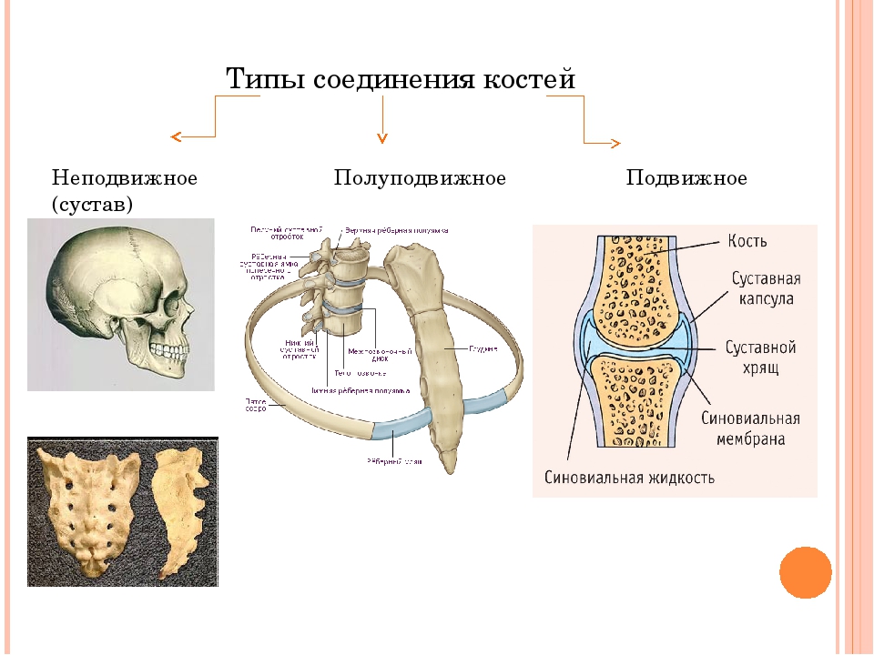 Какие кости полуподвижно соединены между собой. Схема соединения костей 8 класс биология. Соединение костей неподвижные полуподвижные суставы. Типы соединений костей неподвижное полуподвижное подвижное. Соединение костей ЕГЭ биология.
