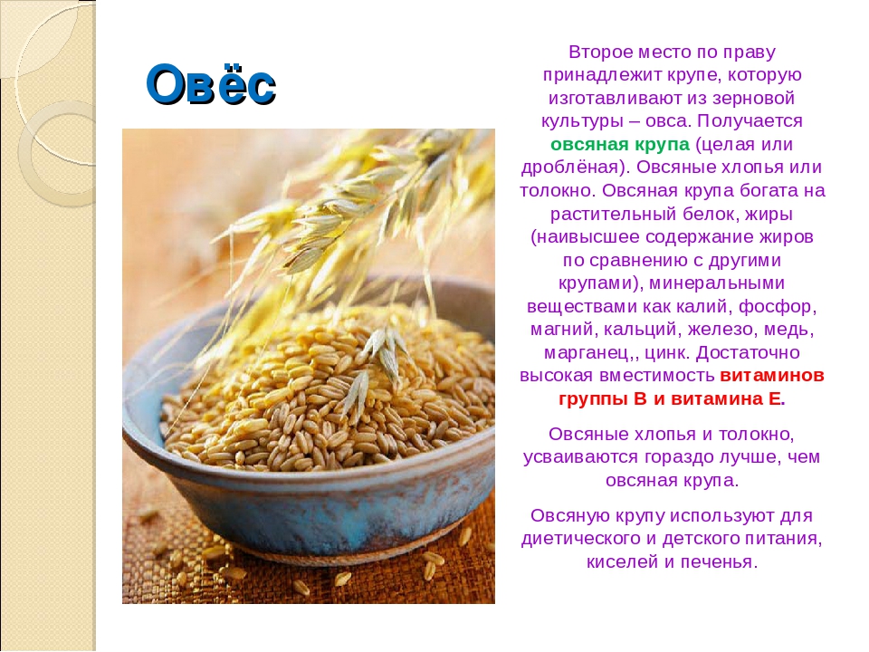 Овес как пить правильно и готовить. Чем полезен овес. Овёс полезные качества. Какие крупы получают из овса. Овес полезные качества для организма.