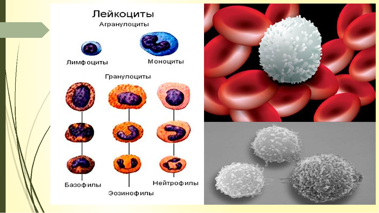Гранулоциты и агранулоциты. Строение лейкоцитов человека. Лимфоциты агранулоциты строение. Лейкоциты агранулоциты. Величина лейкоцитов человека