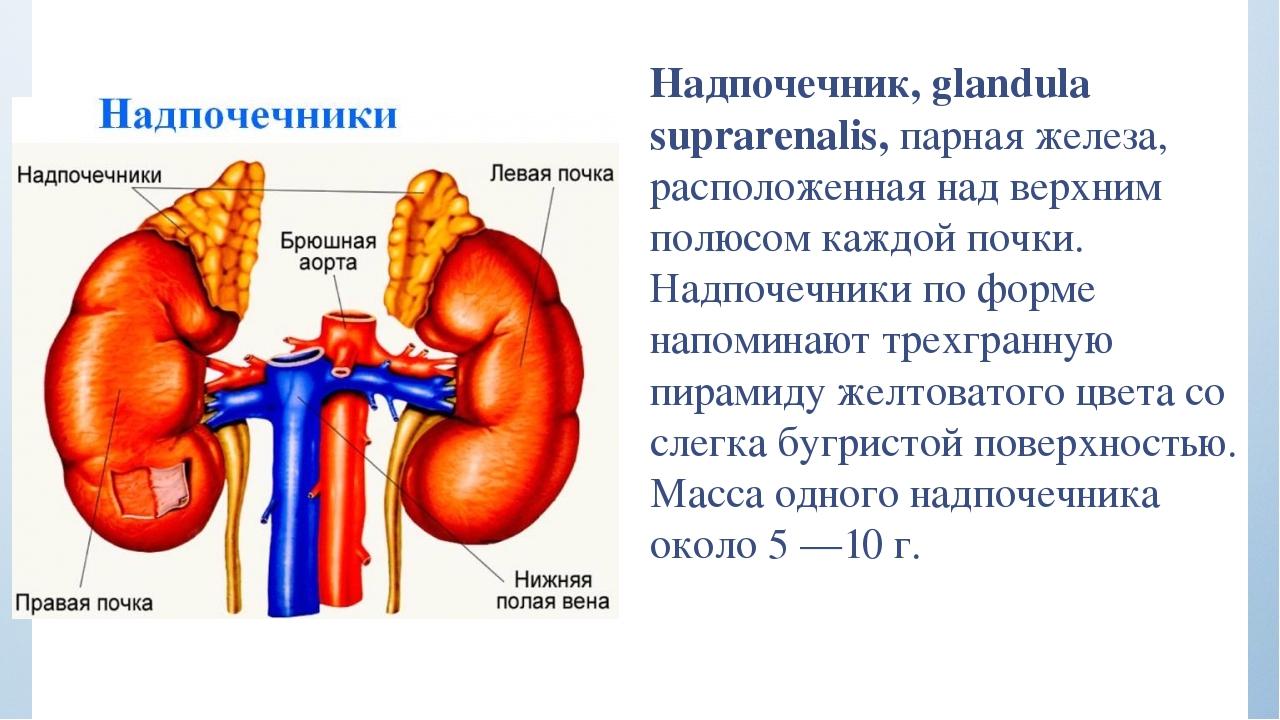 Помощь надпочечникам. Почки и надпочечники строение. Правый и левый надпочечники. Почки надпочечники анатомия человека. Надпочечники железа строение.