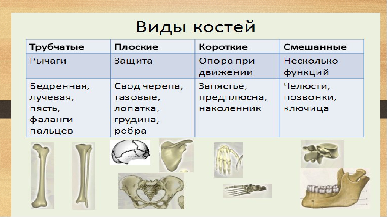 Скелет строение состав и соединение костей 8 класс презентация