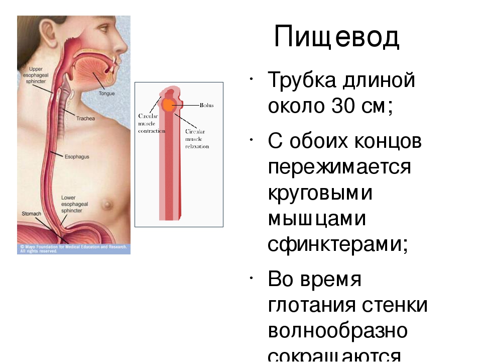 Пищевод относится к. Пищевод анатомия человека. Пищевод трубка длиной. Строение пищевода человека.