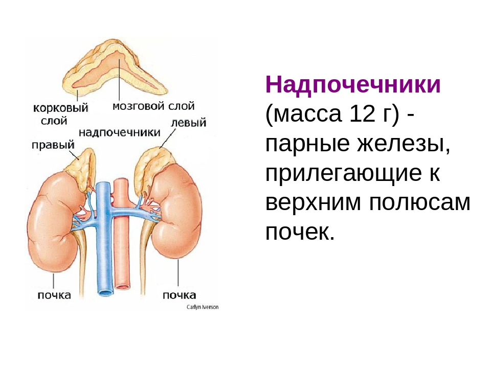 Железа почек. Почки и надпочечники строение. Надпочечники железа строение и функции. Надпочечники расположение строение гормоны. Надпочечники (парные эндокринные железы).