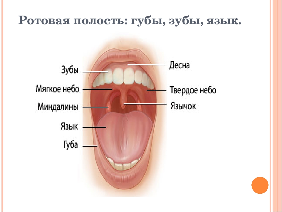 Что значит полость. Строение ротовой полости зубы. Ротовая полость с зубами и языком. Строение полости рта языка зубов.