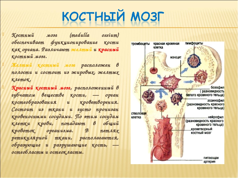 Клетки крови образующийся в костном мозге. Схема расположения костного мозга. Клетки красного костного мозга типы. Желтый костный мозг функции. Красный костный мозг особенности строения и функции.