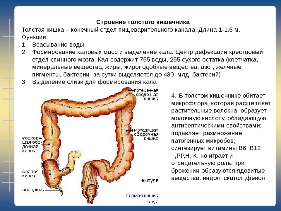 Норма дефекации. Толстый кишечник строение анатомия. Толстая кишка анатомия строение. Строение и функции желудка тонкого и Толстого кишечника таблица. Восходящая ободочная кишка.