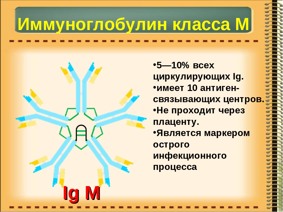 Иммуноглобулин е 5. Иммуноглобулин м. Иммуноглобулин класса м. Иммуноглобулины g и m. IGM — иммуноглобулин класса m.