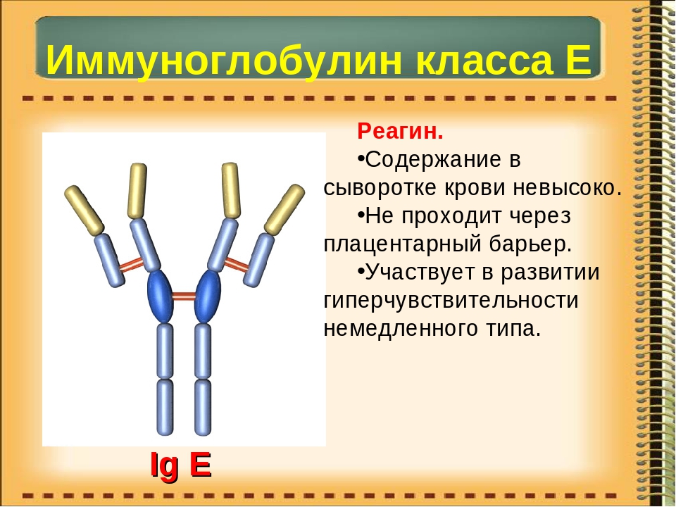 Иммуноглобулины класса e в сыворотке. Антитела класса иммуноглобулинов е вырабатывают. IGE иммуноглобулин строение. Иммуноглобулин 2.9. Иммуноглобулин IGE 7.2.