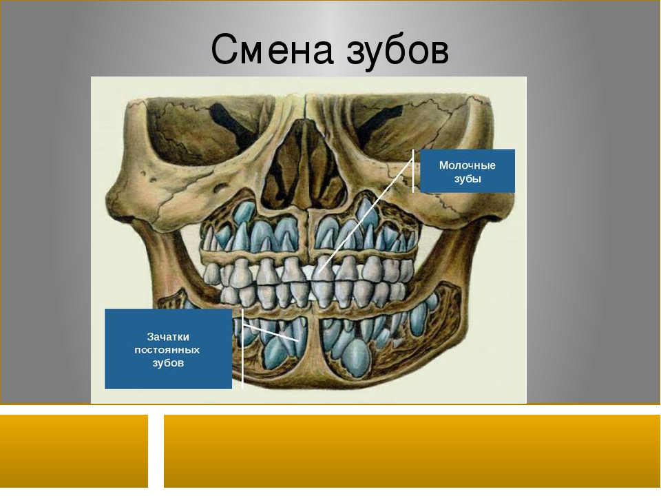 Когда выпадают молочные зубы у детей схема фото