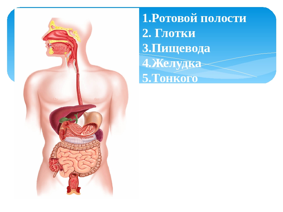 День желудка 11 мая картинки