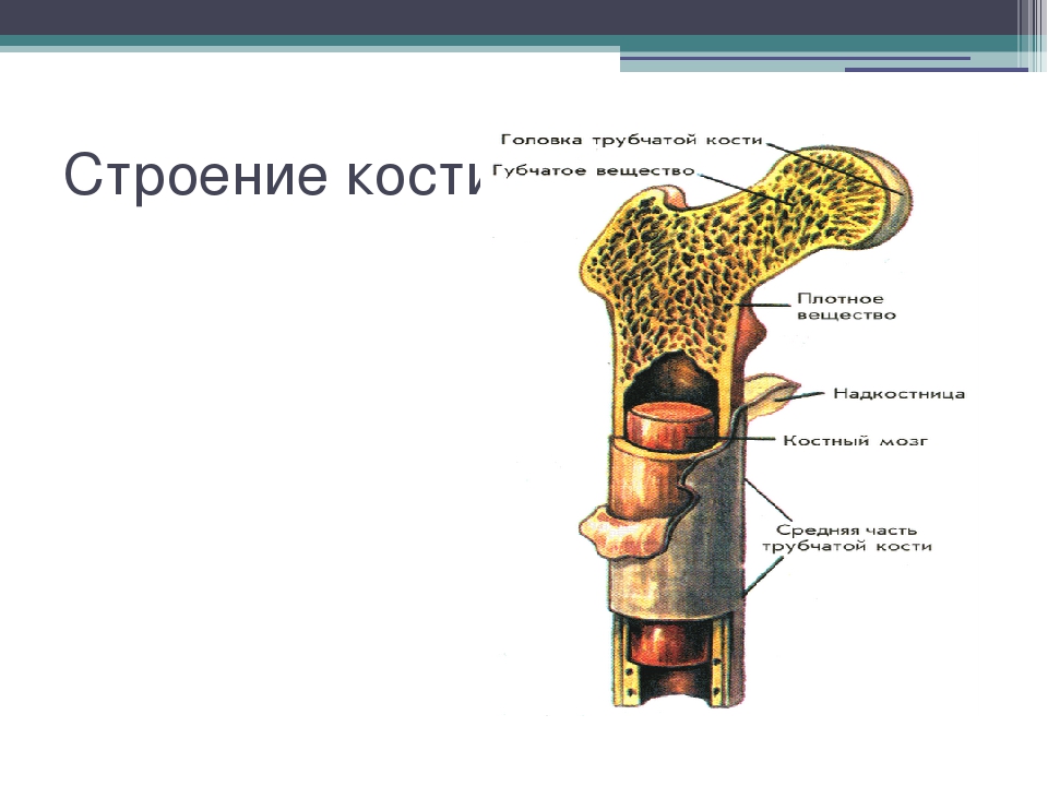 Трубчатая кость тест