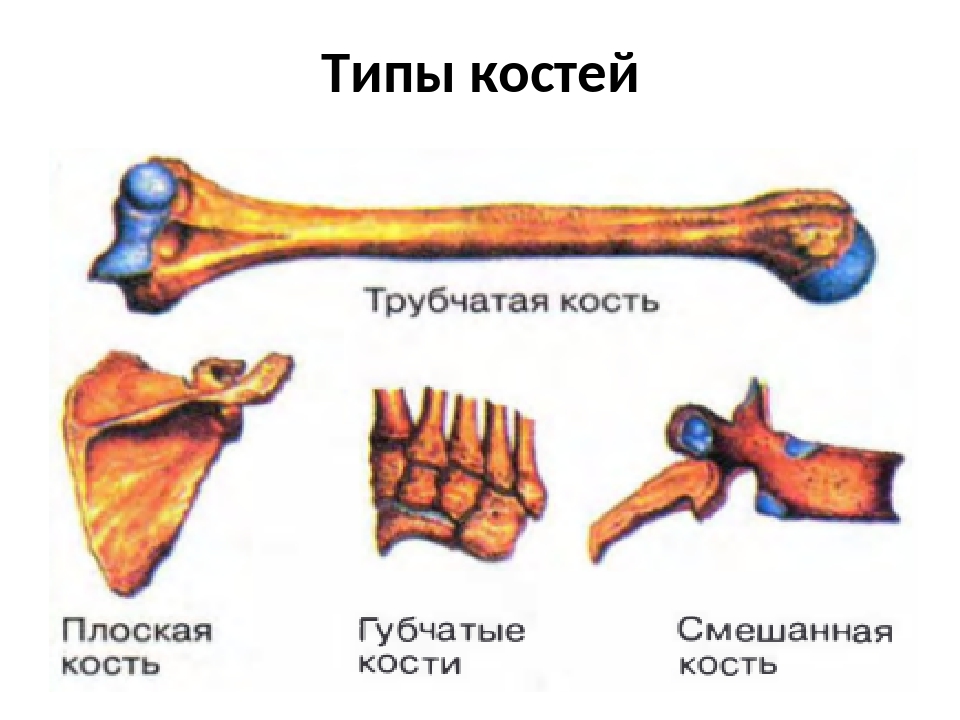 Картинки косте. Типы костей человека 8 класс биология. Типы костей биология 8 класс. Кости человека типы костей. Типы костей животных.