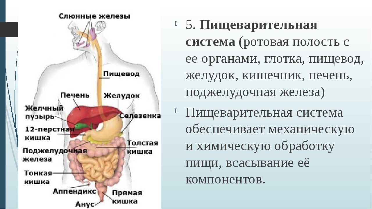 Какие железы являются пищеварительными. Пищеварение строение пищеварительной системы. Краткое строение пищеварительной системы. Схема пищеварения в ротовой полости в желудке. Пищеварительная система человека слюнные железы.