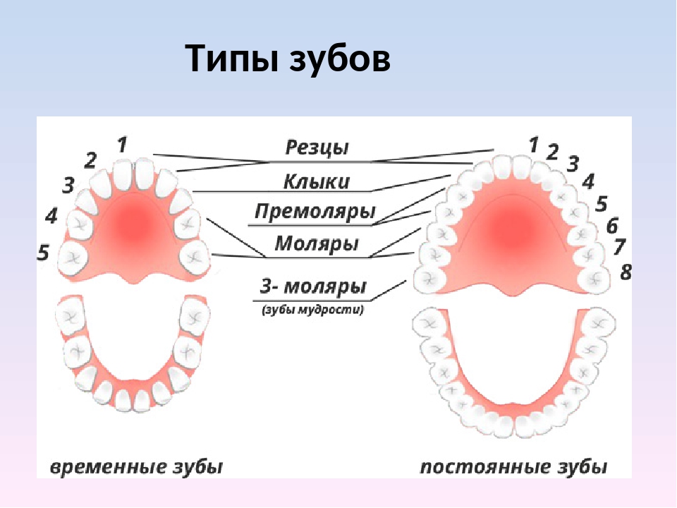 Названия зубов человека
