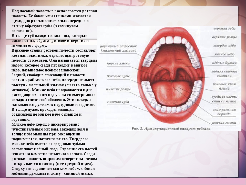 Что есть в полости рта. Строение ротовой полости. Строение полости рта человека. Полость рта строение анатомия.