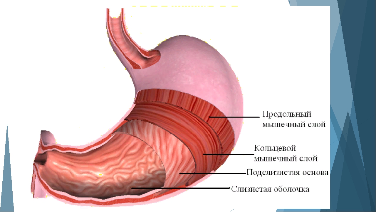 Функция оболочек желудка. Слои мышечной оболочки желудка. Строение стенки желудка анатомия. Слои стенки желудка анатомия. Строение мышечного слоя желудка.