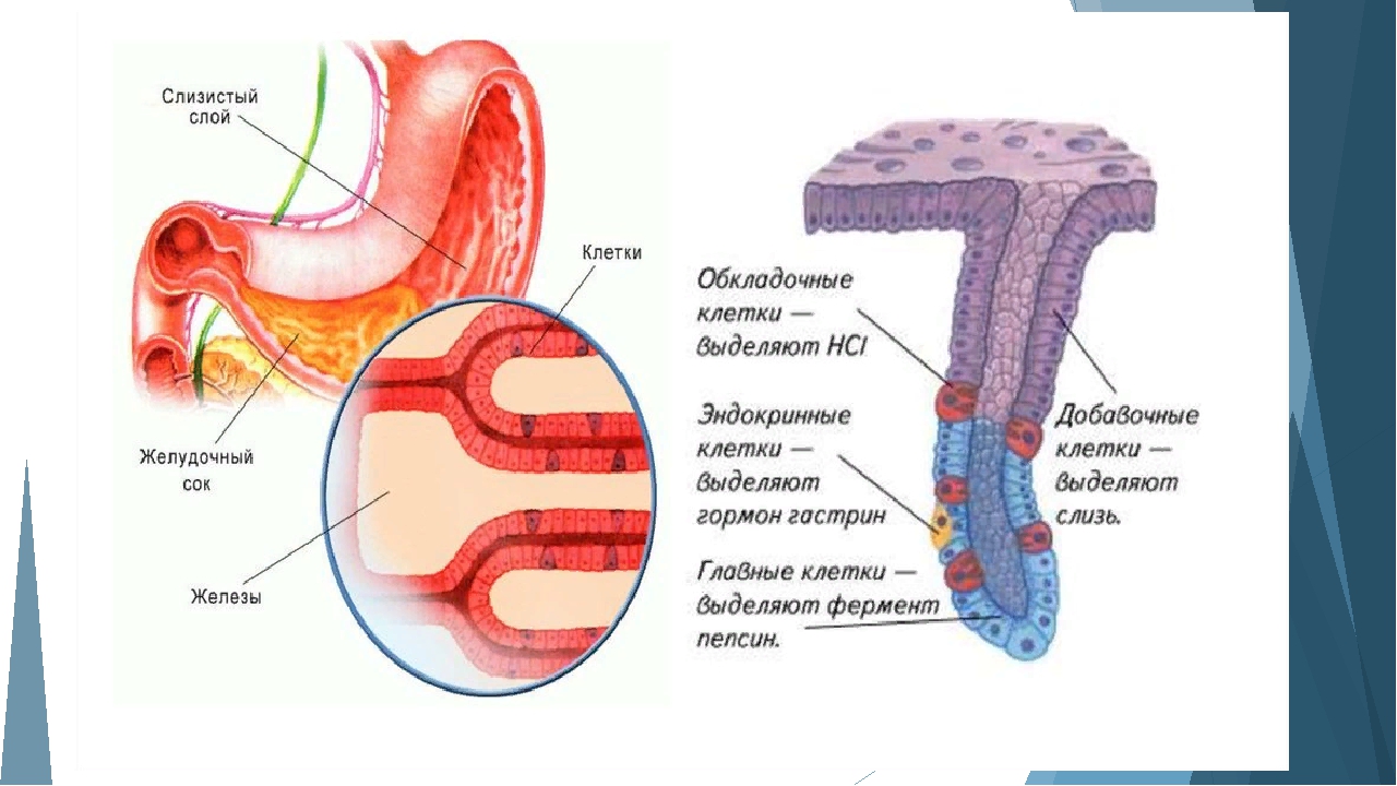 Слизистая оболочка желудка содержит. Клетки желез слизистой оболочки желудка человека главные. Функции главных клеток желез слизистой желудка. Роль клеток слизистой оболочки желудка. Добавочные клетки слизистой оболочки желудка.