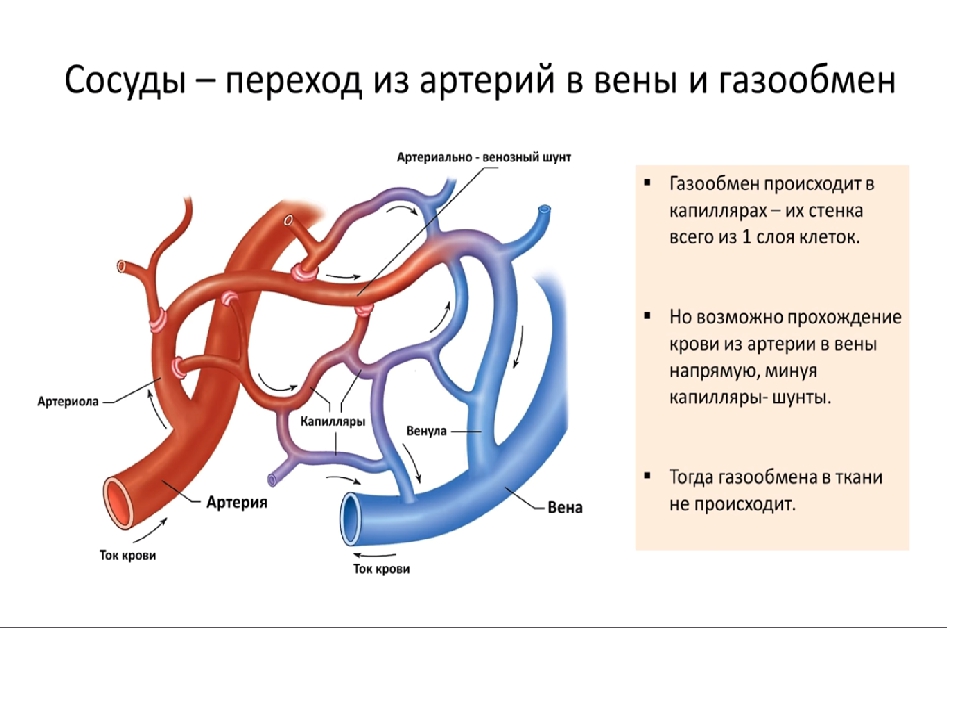 Особенность строения вены по сравнению с артерией. Сосуд строение артерия Вена. Строение вены и артерии схема. Сосуды вены артерии венулы. Артерия Вена капилляры кровеносные.