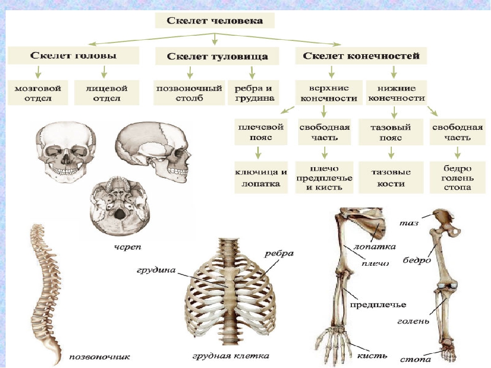 Установите соответствие между отделами скелета и костями. Строение скелета типы соединения костей. Соединение костей 8 класс биология. Кости человека 8 класс биология. Биология 8 класс скелет строение состав и соединение костей.