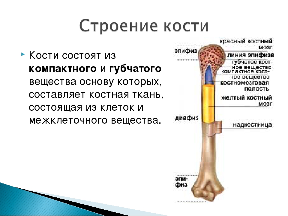 Внутренняя кость. Строение кости человека анатомия. Из чего состоят кости нашего тела. Кость человека строение и функции. Из каких веществ состоят кости.