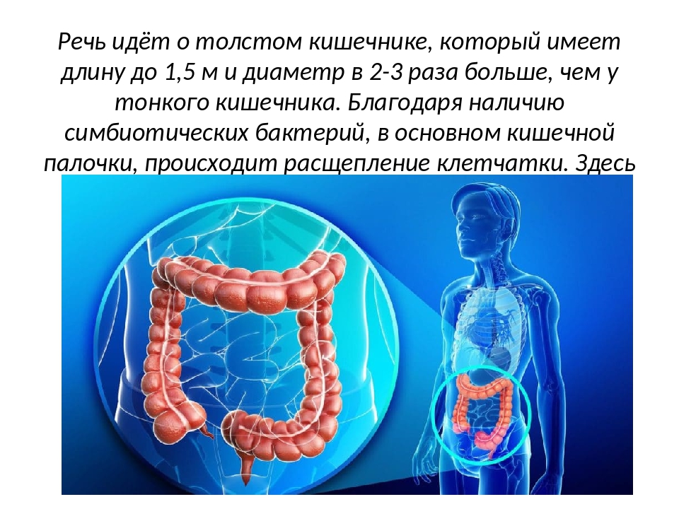 Восстановление кишечника. Объем Толстого кишечника. Бактерии в толстой кишке. Вместимость Толстого кишечника. Соотношение бактерий в толстом кишечнике.