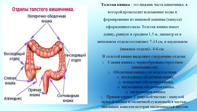 Функции Толстого кишечника кишечника. Строение кишечника отделы Толстого кишечника. Толстая кишка анатомия отделы. Строение и функции Толстого кишечника кратко.
