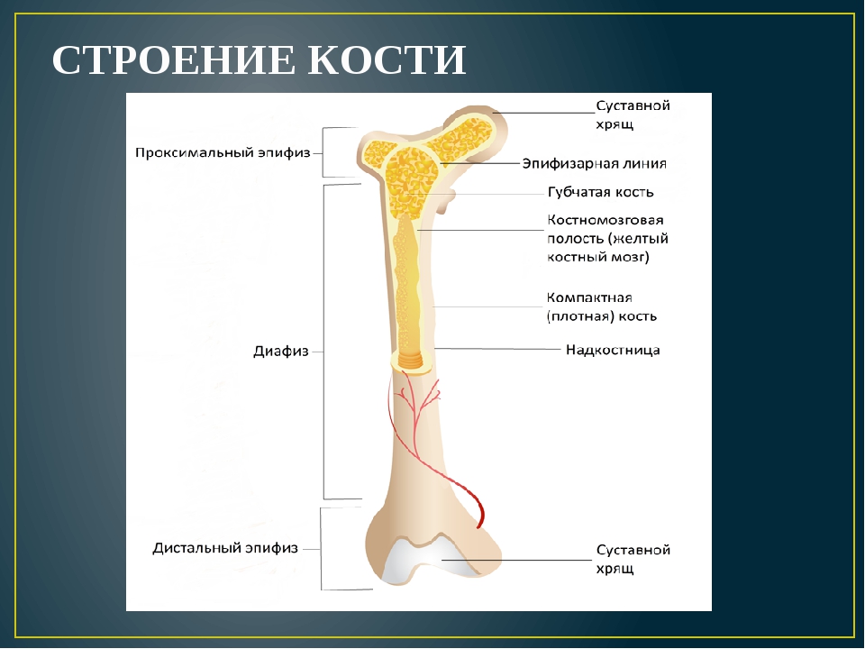 Тело длинной трубчатой кости. Строение трубчатой кости ЕГЭ биология. Трубчатая кость строение анатомия. Кость строение биология 8 класс. Схема строения трубчатой кости животного.