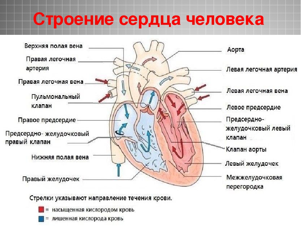 Сердечный круг кровообращения схема