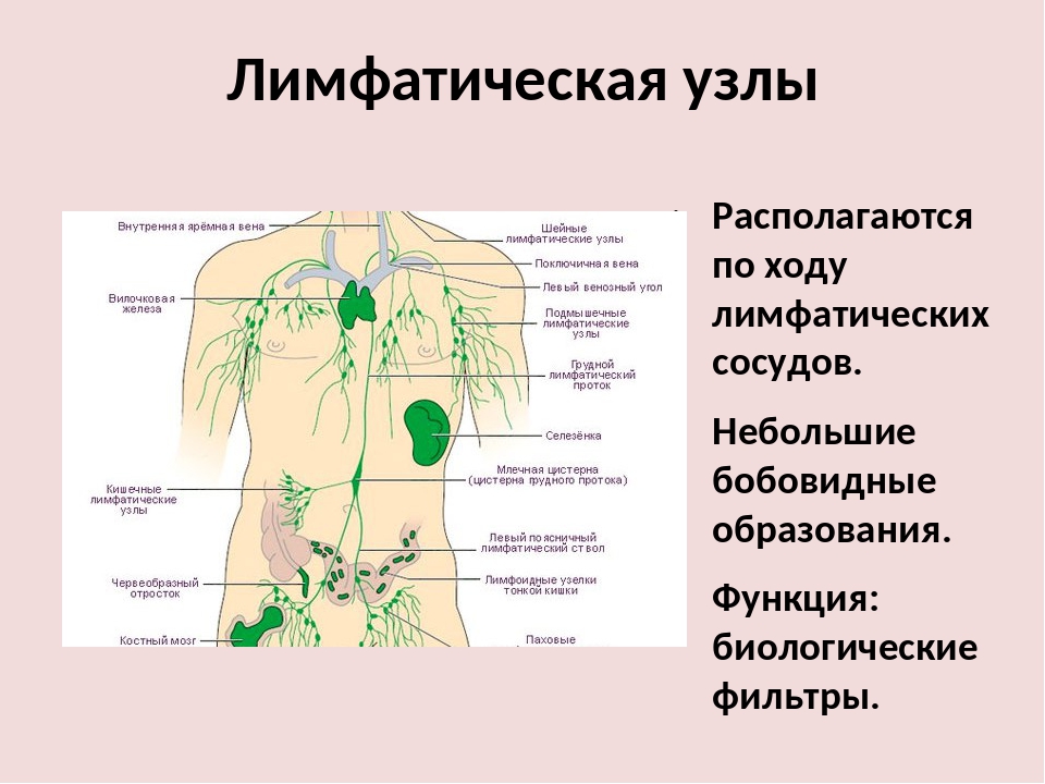 Лимфоузлы цвет. Лимфатическая система грудной клетки лимфоузлы. Лимфатическая система таблица лимфатические узлы. Лимфатические узлы живота схема. Расположение лимфатических узлов на теле человека схема.