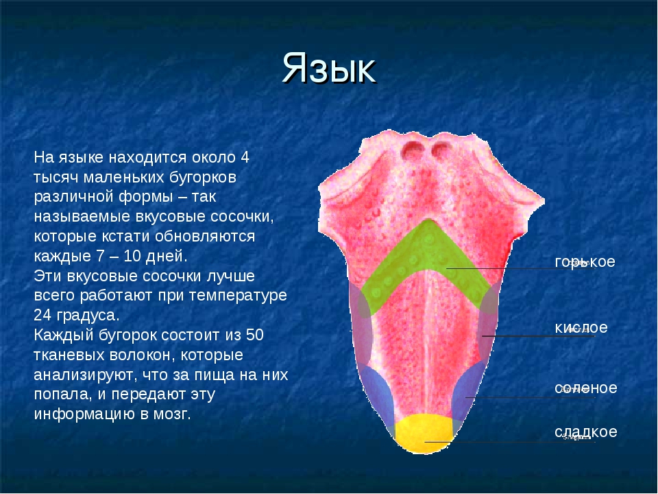 Язычок стал большой