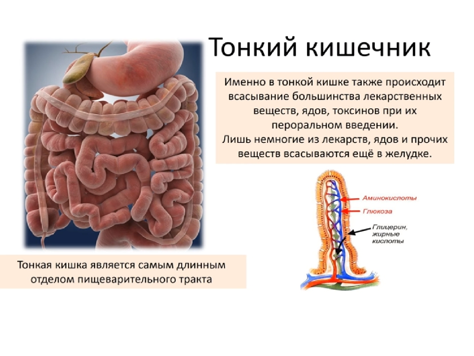 Функции тонкой кишки анатомия. Тонкий кишечник строение и функции анатомия. Тонкая кишка отделы строение функции. Тонкая кишка анатомия строение.
