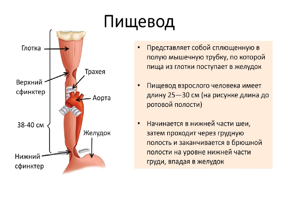 Глотка пищевод функции. Пищеварительная система анатомия пищевод. Строение и функции глотки в пищеварении. Пищевод строение и функции анатомия. Строение глотки и пищевода.