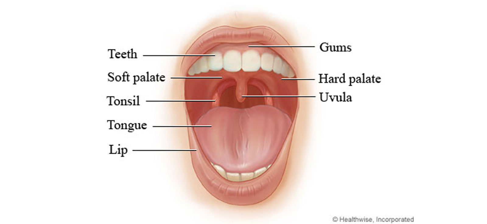 Преддверие рта и собственно полость рта