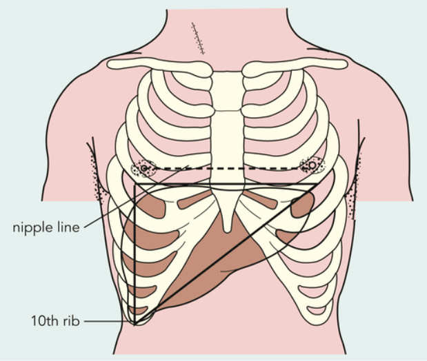 liver span surface markings and anatomy