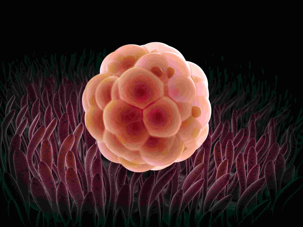 Деление эмбриона на первой стадии
