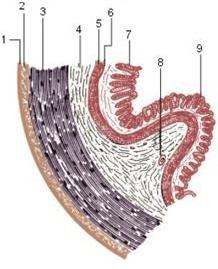 строение органов человека