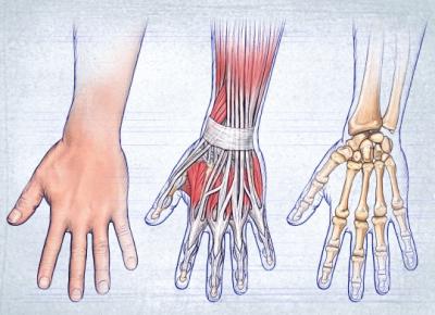 анатомическое строение кисти рук