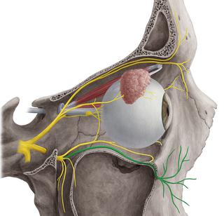 анатомия тройничного нерва его ветви