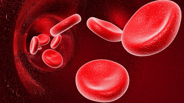 эритроциты - красные кровяные клетки