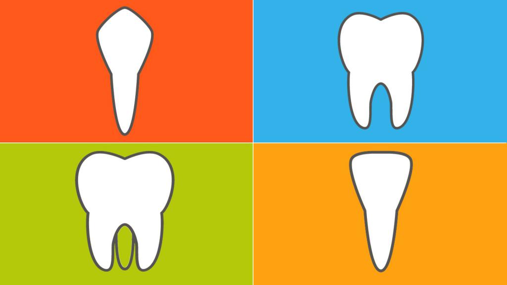 Разновидности зубов