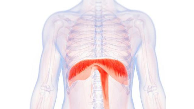органы грудной и брюшной полости человека