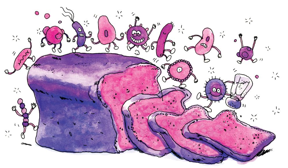 клостридия перфрингенс бактерии