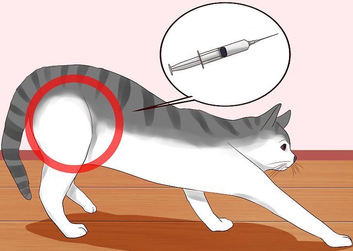 как правильно поставить укол коту внутримышечно
