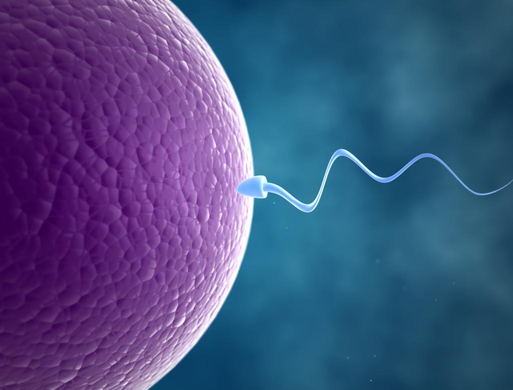 Проникновение сперматозоида в яйцеклетку