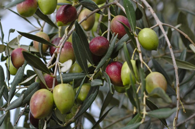 Дерево олива. Фото растения, плоды, цветы и листья оливы или маслины