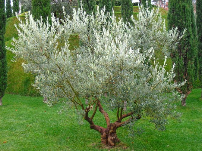 Как самому выращивать дерево олива в саду