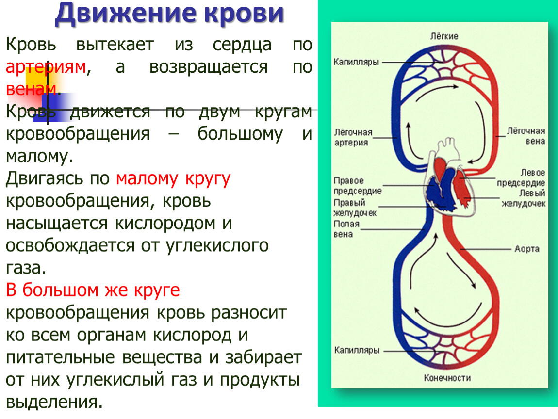 Малый круг кровообращения газообмен происходит. Венозная кровь течет по. По каким артериям течет венозная кровь. По каким сосудам течет артериальная кровь. Артериальная кровь из сердца.