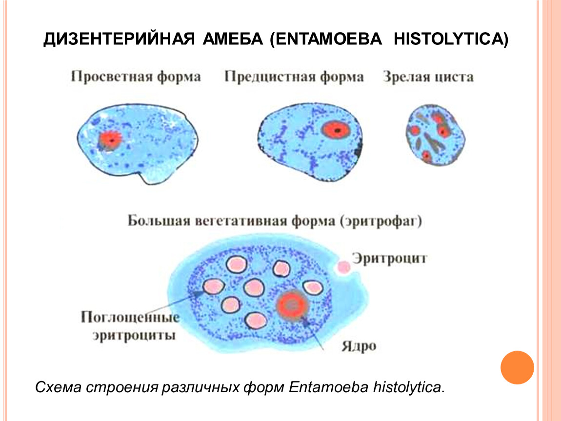 Схема развития амебиаза